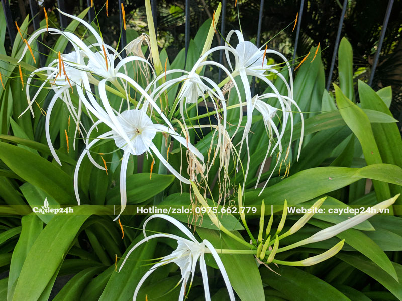 Chùm hoa Bạch Trinh Biển trắng nở siêu đẹp