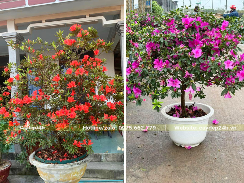 Chậu cây Đỗ Quyên đỏ và hồng trồng trước nhà