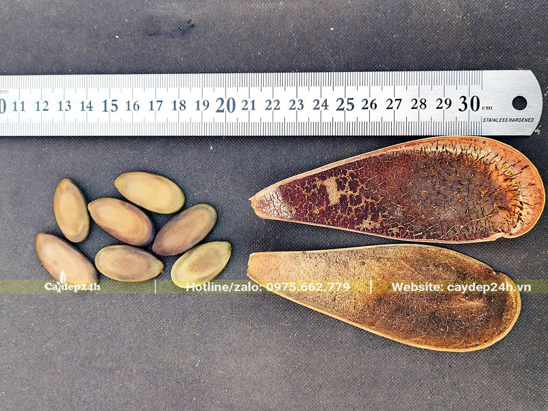 Quả và hạt của cây Phật Y