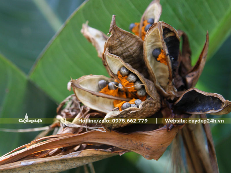 Quả cây hoa Thiên Điểu chín và tự nứt