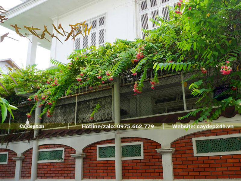 Cây Sử Quân Tử leo giàn, làm mái che tạo bóng mát cho biệt thự