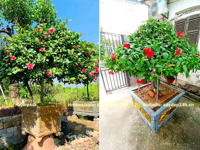 Những chậu cây hoa Dâm Bụt cảnh trồng trước nhà