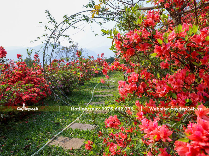Cây Đỗ Quyên trồng hai bên lối đi trong một khu du lịch ở Sapa