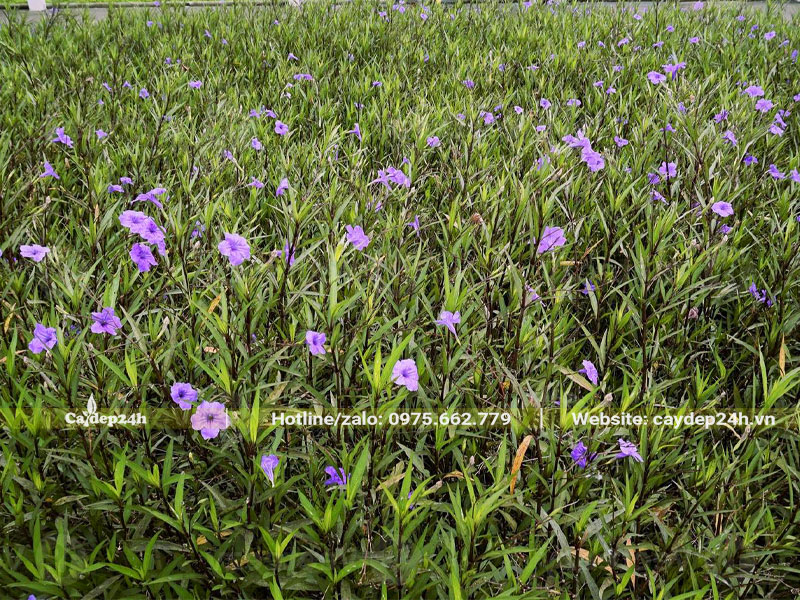 Khu đất rộng trồng nguyên cây hoa Chiều Tím vô cùng tươi xanh và xinh đẹp