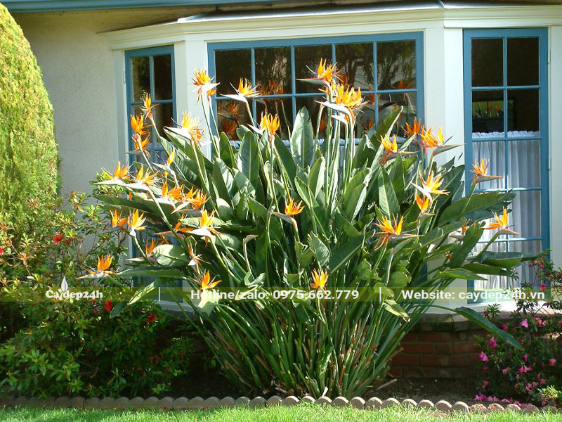 Trồng bụi cây hoa Thiên Điểu lớn trong sân vườn, chiều cao khoảng 1,5 - 2m