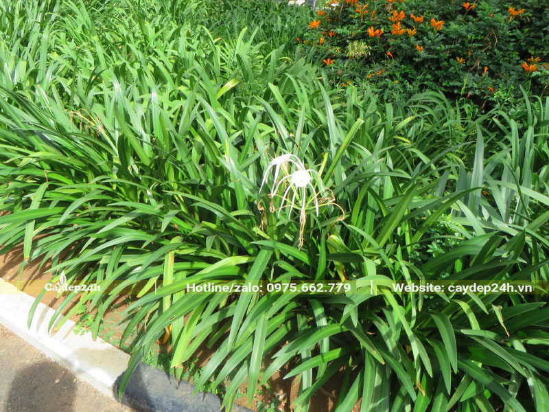 Đường viền lối đi trồng cây Bạch Trinh Biển xanh tươi tốt