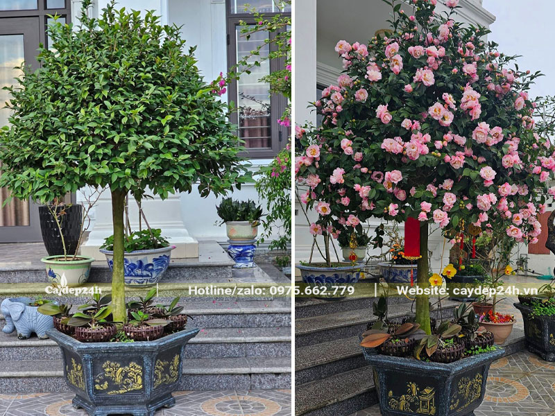 Chậu cây trà hồng dáng thẳng đẹp, thoát thân 1m