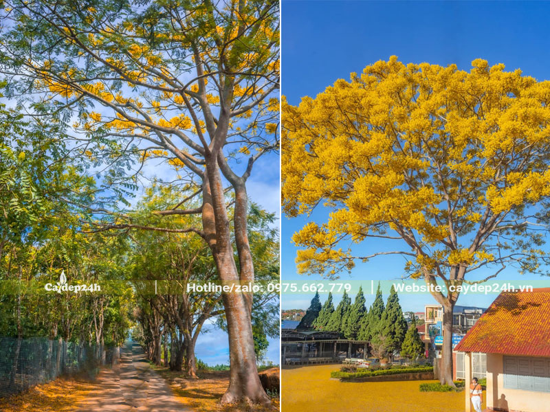 Những cây hoa Phật Y cổ thụ cao lớn chiều cao hơn 10m