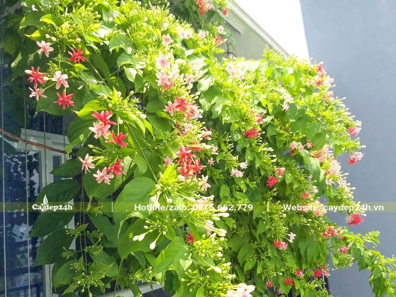 Cây Sử Quân Tử leo giàn trên ban công