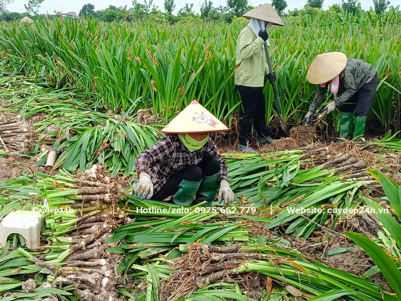 Bà con nông nhân đang bứng và thu hoạch cây Bạch Trinh Biển lâu năm