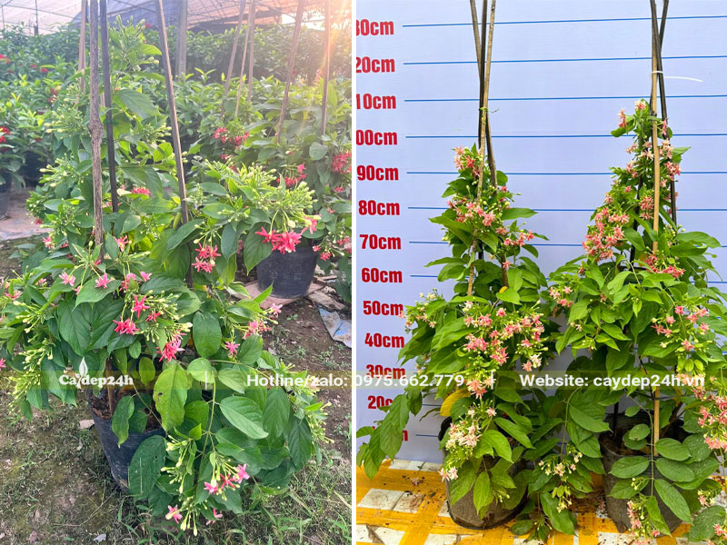 Những chậu hoa Sử Quân Tử cao 1m, có sẵn hoa