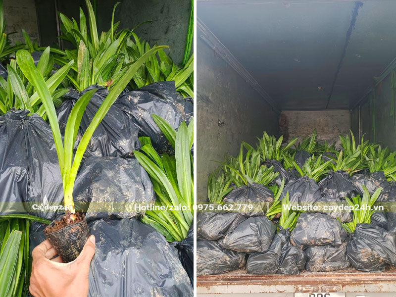 Lô cây giống bạch trinh biển cao 40cm đã được đóng túi cẩn thận