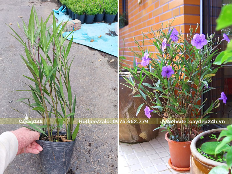 Trồng cây Chiều Tím cao 30 - 40cm vào chậu cảnh trang trí ban công, sân thượng
