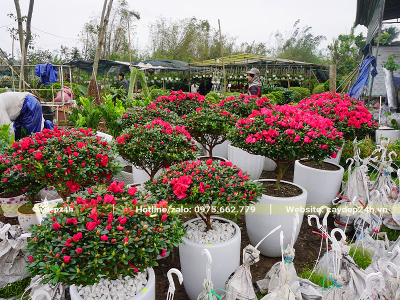 Những chậu cây Đỗ Quyên mới trồng, bề mặt chậu có rải đá trắng