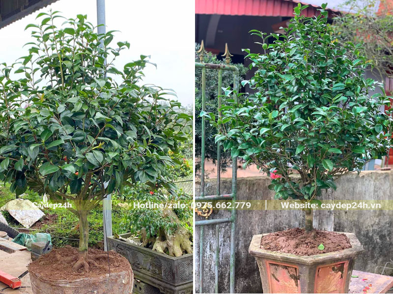 Trồng vào chậu cảnh cây hoa trà lâu năm đường kính gốc 5 - 7cm