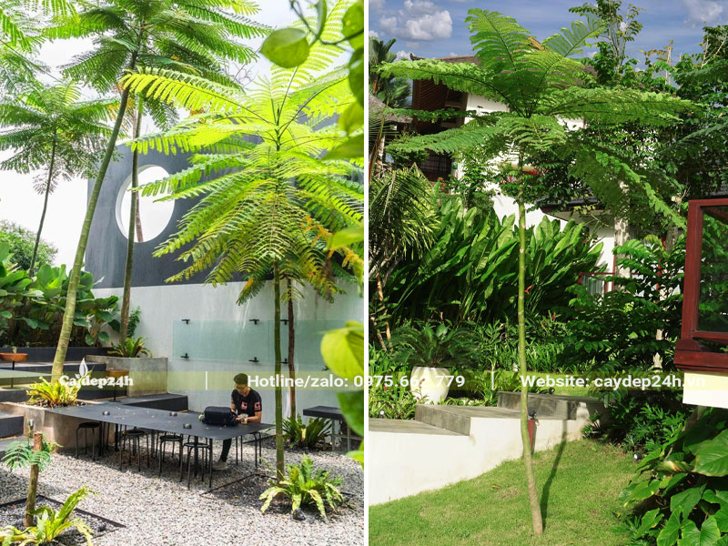 Phượng Phật Y trồng trong quán cafe sân vườn