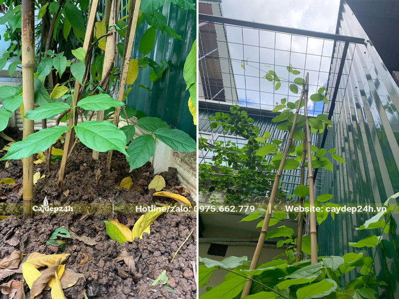 Trồng và làm giàn leo cho cây sử quân tử