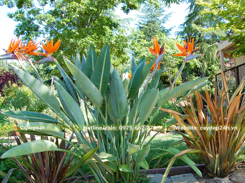 Cây hoa Thiên Điểu trồng trong sân vườn biệt thự