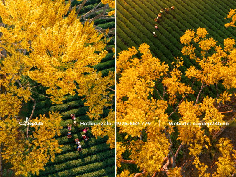 Những cành hoa Phật Y vàng rực nổi bật trên nền xanh của đồi chè Lâm Đồng