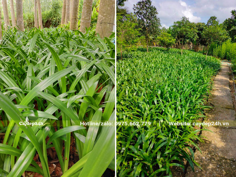 Hàng trăm cây hoa Bạch Trinh Biển giống đã đảo bầu
