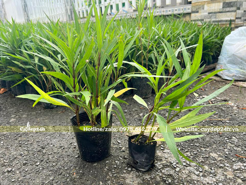 Bầu cây Chiều Tím đủ loại lớn nhỏ, số lượng 3-5 cây/bầu