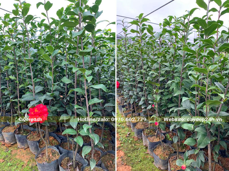 Vườn cây giống hoa trà thâm hồng bát diện