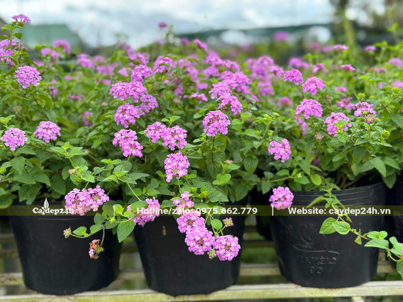Cây hoa Trâm Ổi tím chiều cao khoảng 40cm