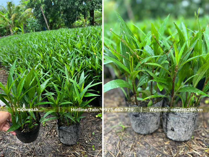 Vườn nhân giống cả nghìn bầu cây Chiều Tím