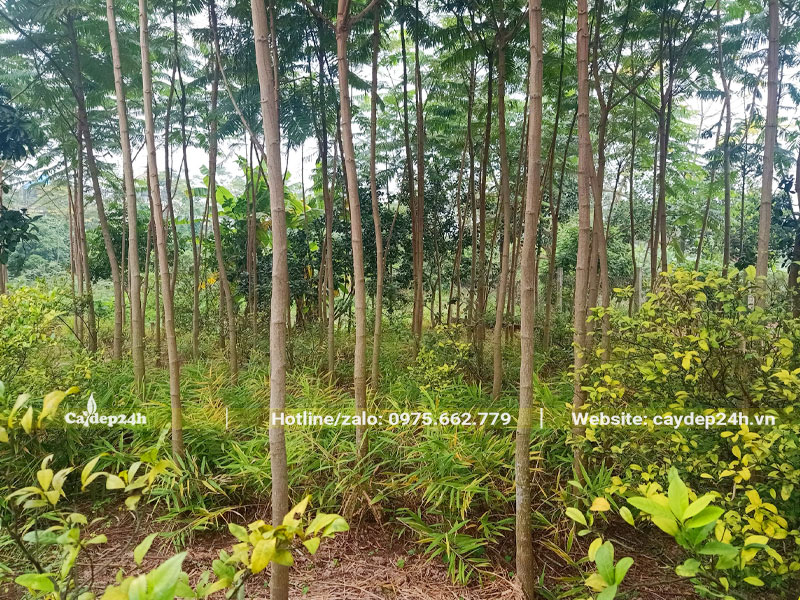 Vườn trồng hàng nghìn cây Phật Y trưởng thành, chiều cao 4 - 5m
