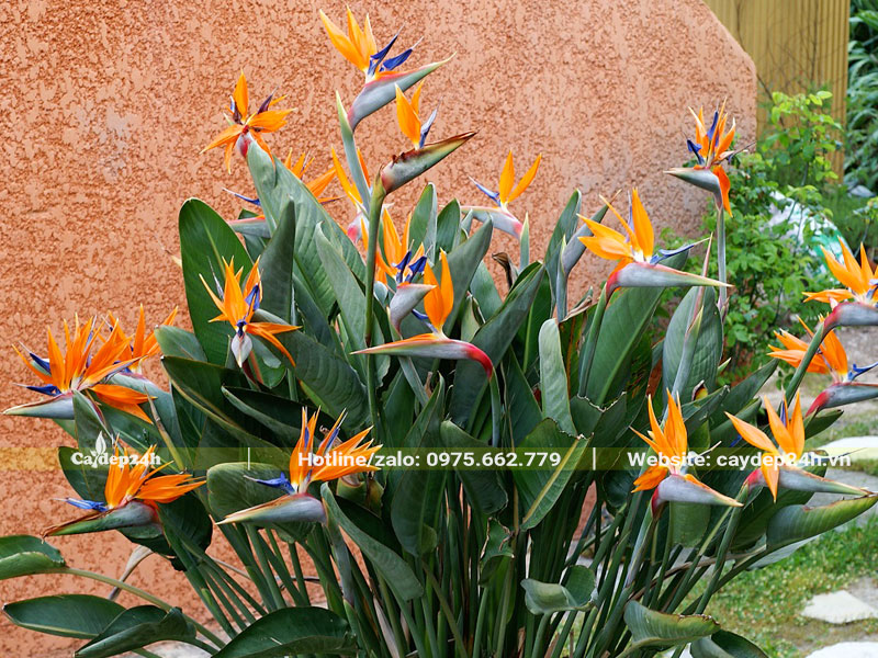 Bụi cây Chuối Thiên Điểu nở hoa đẹp, rực rỡ