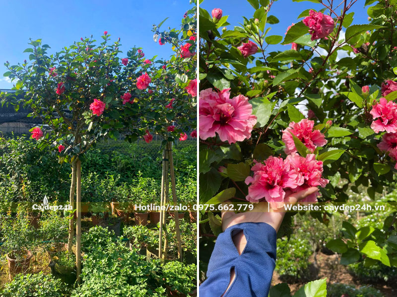 Vườn trồng số lượng lớn cây hoa Râm Bụt hồng cánh kép