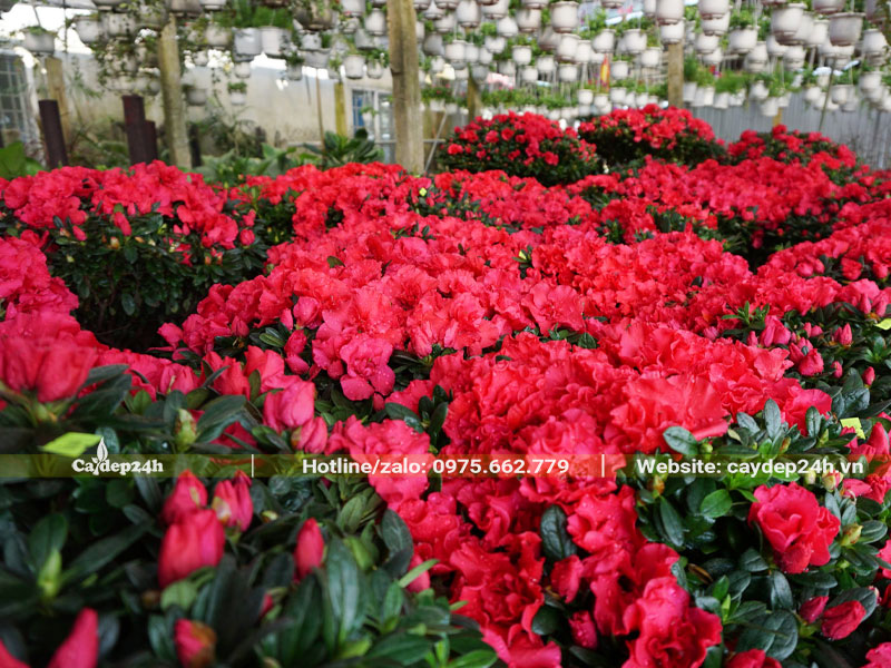 Cây Đỗ Quyên đỏ đang nở rộ hoa