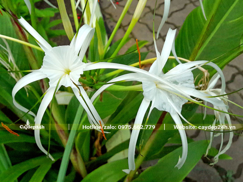 Những bông hoa Bạch Trinh Biển xinh đẹp