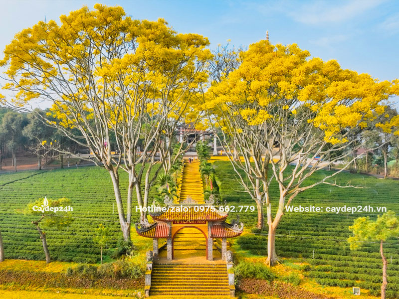 Những cây Phật Y ở Tu Viện Bát Nhã bung nở vào đầu tháng Giêng hàng năm