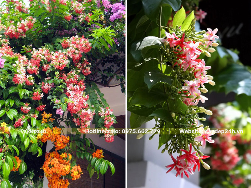 Giàn hoa Sử Quân Tử trồng trước nhà