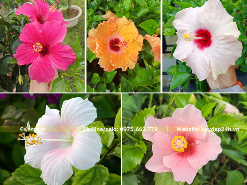 Màu hoa Dâm Bụt đơn