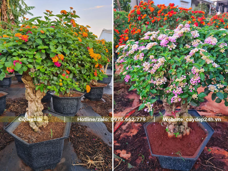 Những chậu bonsai Ngũ Sắc hoa hồng phấn, đỏ, cam vô cùng đa dạng