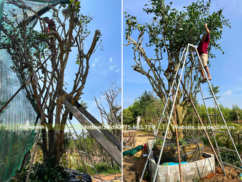 Dâm ủ và che chắn cho cây Chè Xanh cổ thụ cao 5m