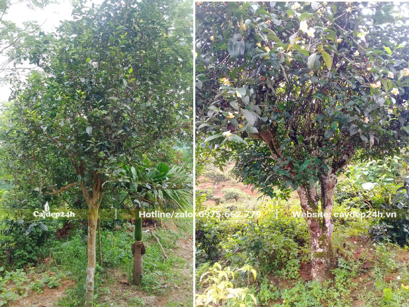 Hình ảnh hai cây chè xanh công trình cao 2 - 3m
