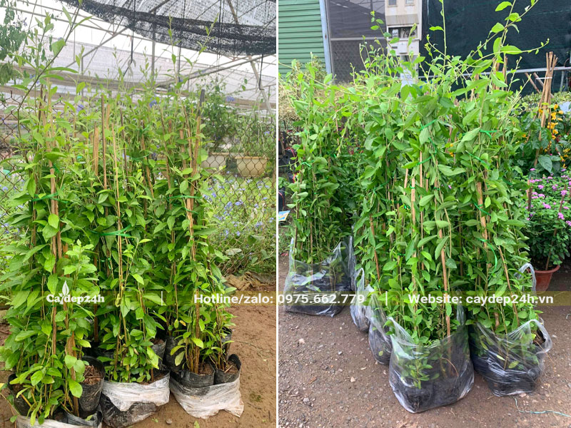 Hàng trưởng thành trồng trong bầu từ nhỏ, chiều cao khoảng 1m