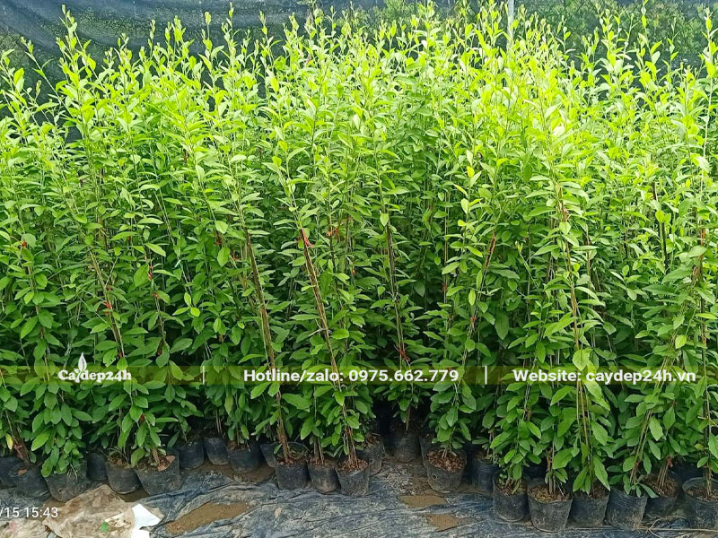 Vườn cây giống cúc tần ấn độ chiều cao 80cm