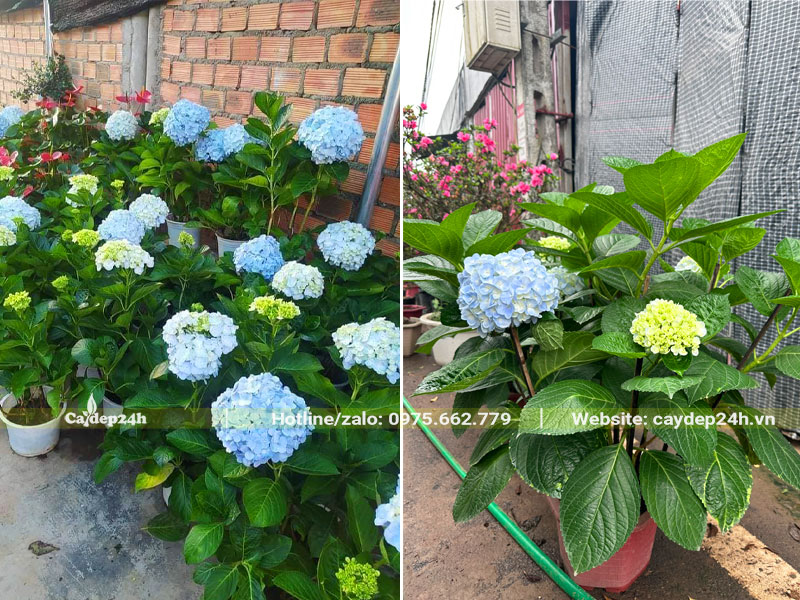 Những chậu cây Cẩm Tú Cầu xanh nở hoa đẹp