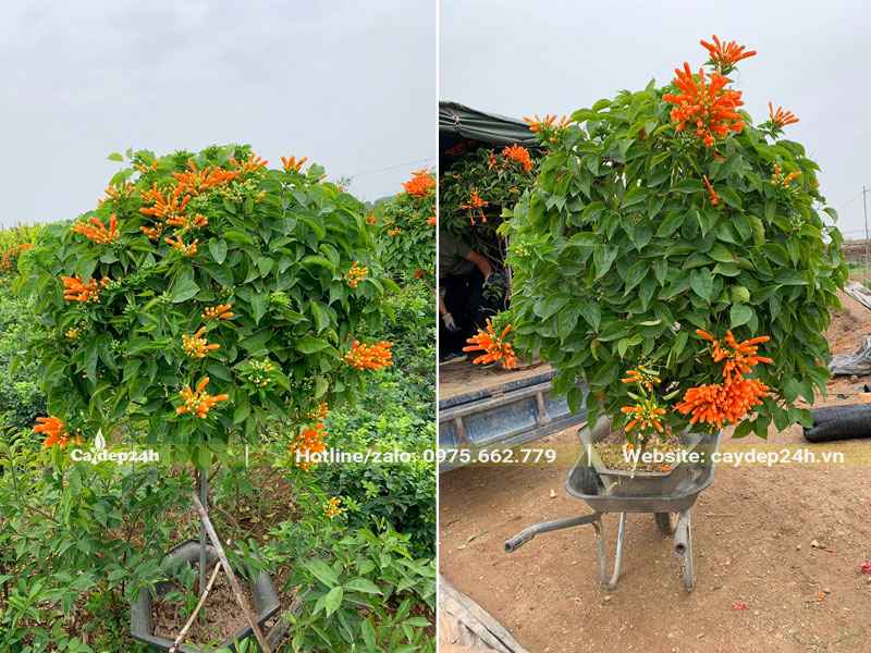 Di chuyển những chậu cây hoa Chùm Ớt thân gỗ ra xe