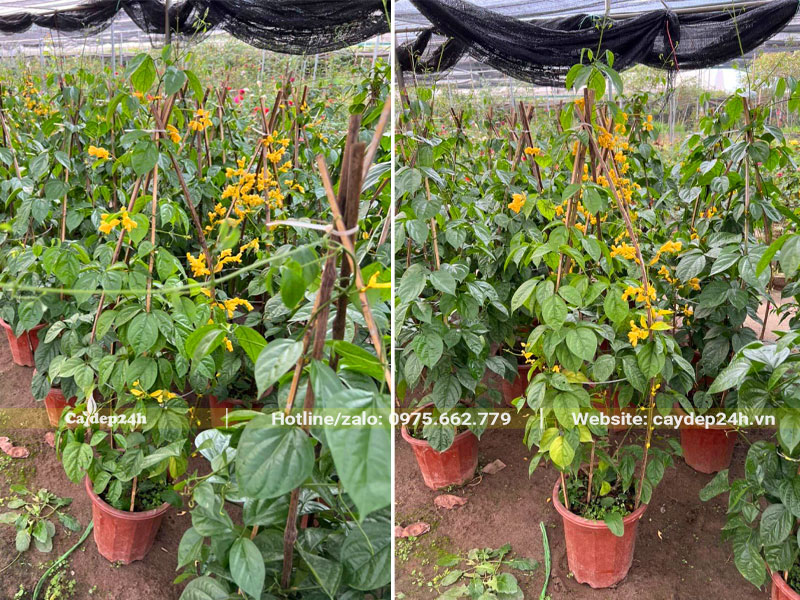Cây hoa Lan Hoàng Dương trồng sẵn trong chậu, leo cọc cao 1m