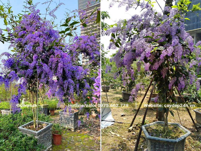 Cây Mai Xanh Thái lâu năm trồng chậu cảnh