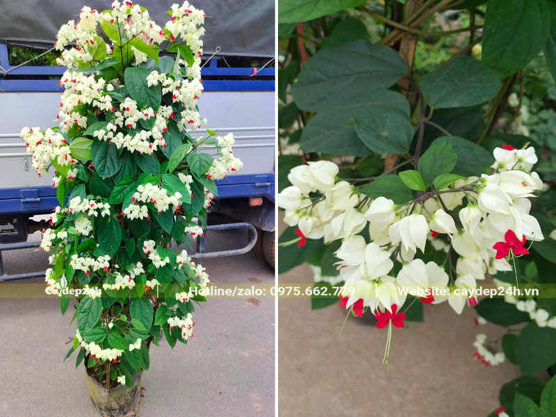 Xếp cây Ngọc Nữ cao 1m5 lên xe tải