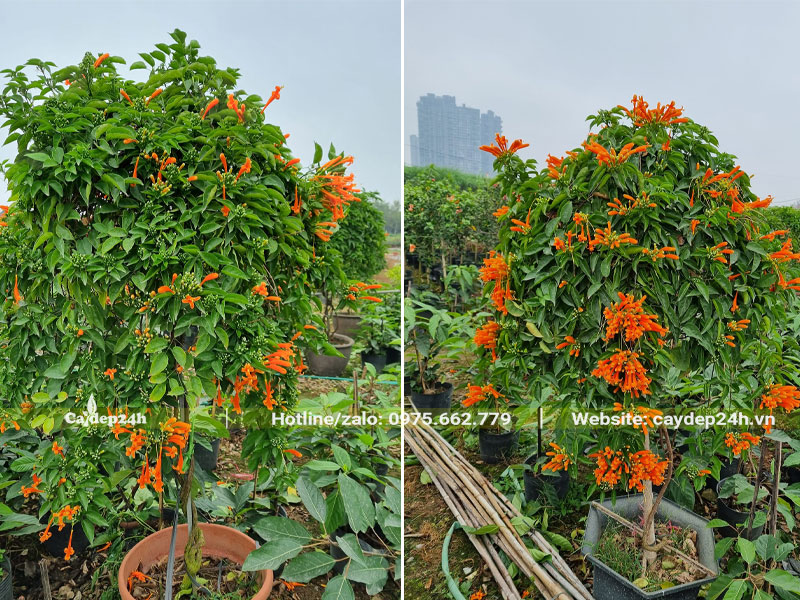 Cây hoa Chùm Ớt thân gỗ hoa đẹp