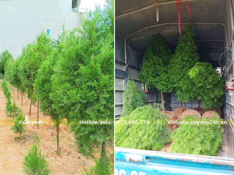 Chuyển những cây Hoàng Đàn Tuyết Lạng Sơn mới bứng lên thùng xe tải