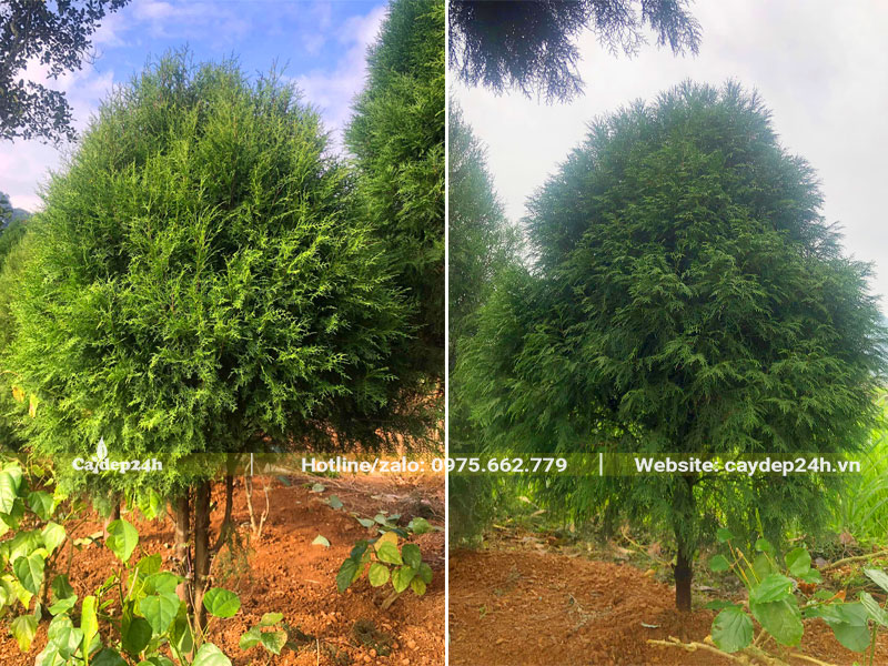 Hai cây Hoàng Đàn trưởng thành cao gần 3m, tán lớn, đường kính gốc 7 - 8cm