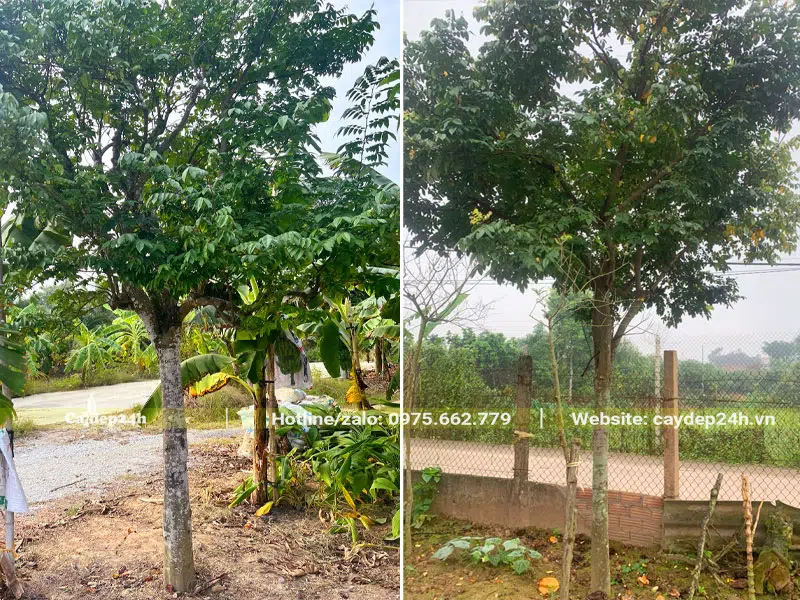 Hai cây khế trưởng thành đường kính gốc 15 - 20cm, chiều cao 4 - 5m